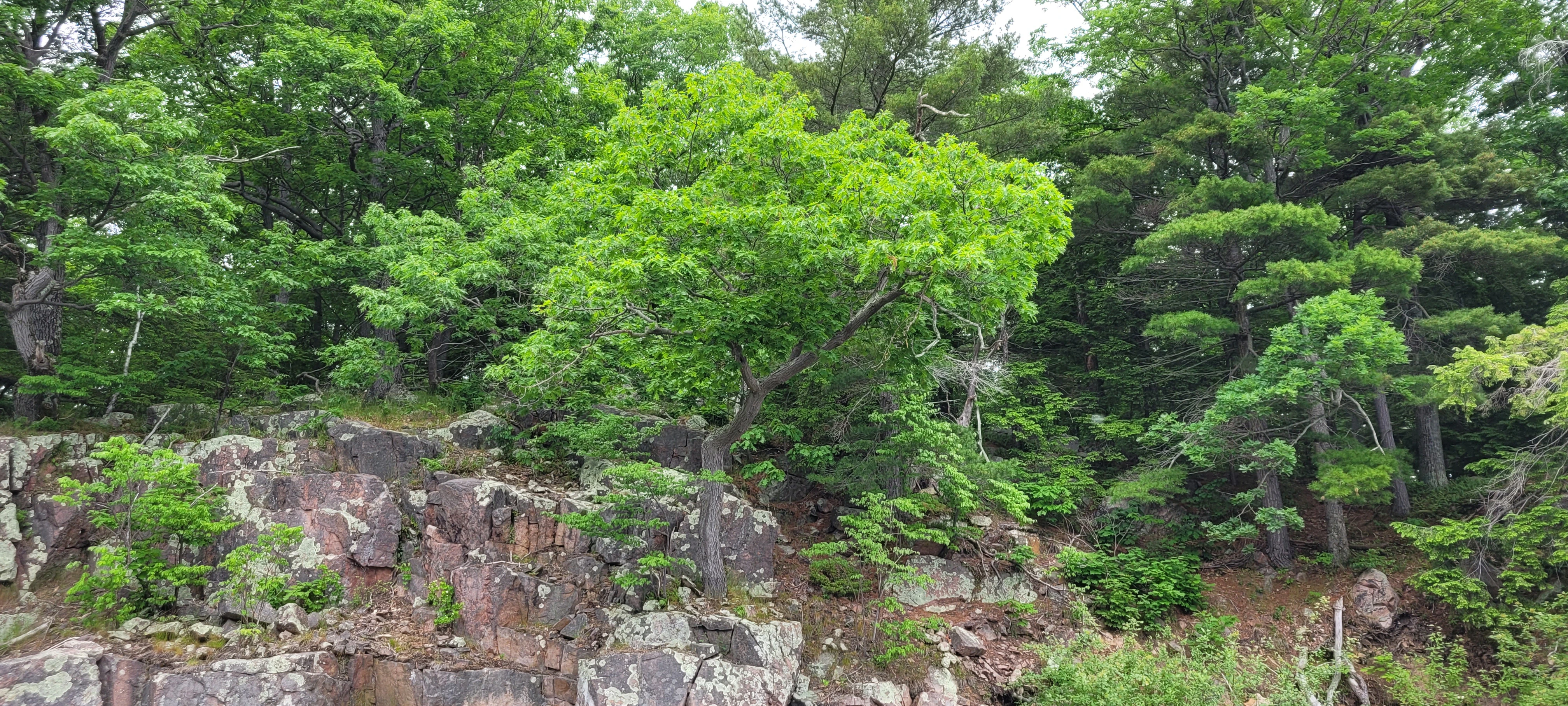 A maple tree growing on a rock in the middle of some water in the Thousand Islands in Ontario Canada